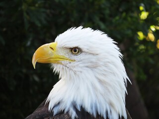 Head on close up of a bald eagle.