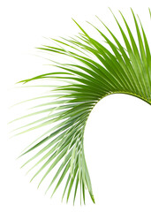 Tropical green leaf of palm tree on transparent background (png file).