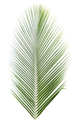 Tropical green leaf of coconut tree on transparent background (png file).
