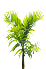 Tropical palm tree on transparent background (png file).