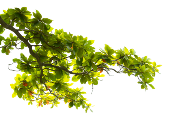 Almond twig leaves on transparent background
