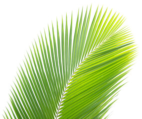 Tropical green leaf of coconut tree on transparent background (png file).