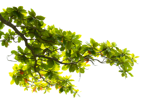 Almond twig leaves on transparent background