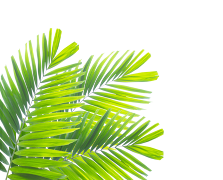 Tropical green leaf of palm tree on transparent background (png file).