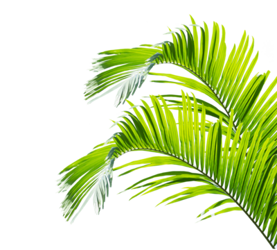 Tropical green leaf of palm tree on transparent background (png file).