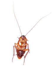 cockroach on transparent background © Direk Takmatcha