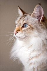 White Cat with Blank Space