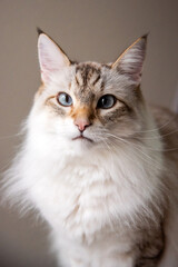 Fototapeta premium White Cat Blue Eyes