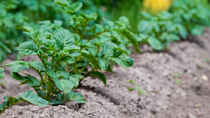 Potato plants in the agricultural field. Focus in the foreground