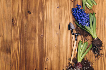 Spring gardening background with hyacinth flowers, bulbs, Tubers, shovel and soil on white wooden garden table