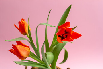 bouquet of red tulips
