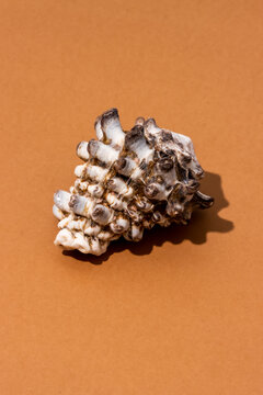 Seashell placed on beige surface