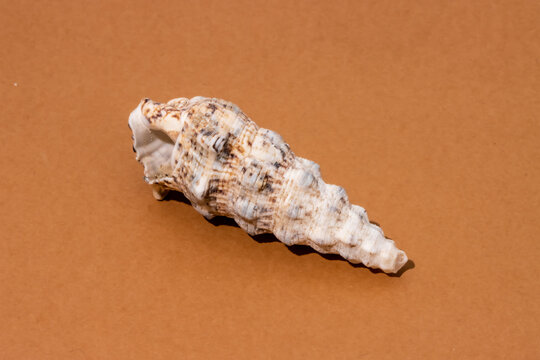 Seashell placed on brown surface