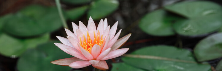 lotus flower , pink flowers, water lilies, water background .aquatic flowering plant.tropical parts of the world. Water lilies provide food for fish and wildlife.web banner