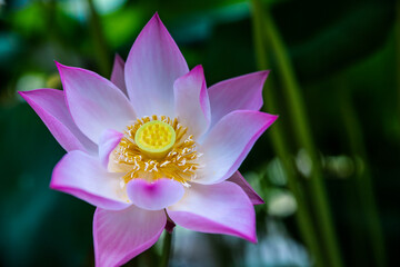 lotus flower , pink flowers, water lilies, water background .aquatic flowering plant.tropical parts...