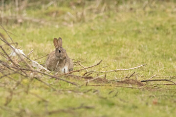Wild rabbit