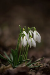 Snowdrop flowers in the nature, dark background, selective focus and blur - 578383319