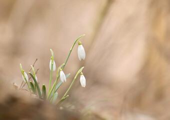 Snowdrop flowers in the nature, selective focus and blur