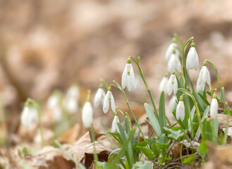 Snowdrop flowers in the nature, selective focus and blur - 578383356