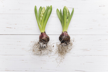 Abstract photo, hyacinths and their bulbs with an egg, Easter bunny