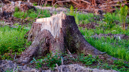 The stump of a felled tree. Logging