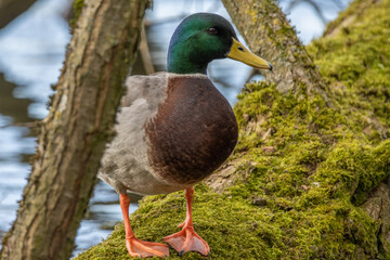 duck in the grass