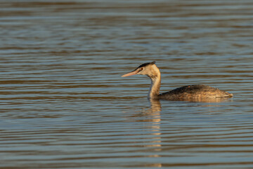 Great Crested grebe