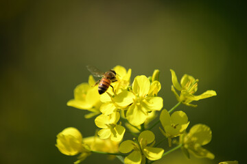 ハチと黄色い花