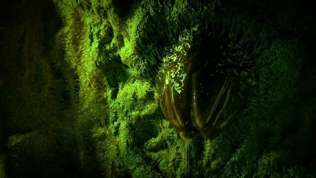 Alien Lair With Slimy Egg Pod