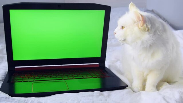 Beautiful cute white fluffy Angora cat lying on bed at home,looks into laptop computer with green screen Chroma key.domestic pet,mockup, advertising of goods for cats kittens.
