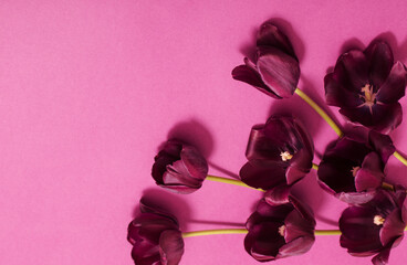 purple tulips on paper background