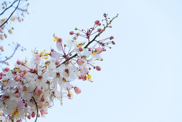 Cassia bakeriana flowers bloom in bright pastel-colored white-pink bouquets in the center, with yellow stamens blooming seasonally, creating freshness for nature.