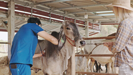 Brahman cattle being checked for health by a livestock doctor and rancher in a clean pen. cattle...