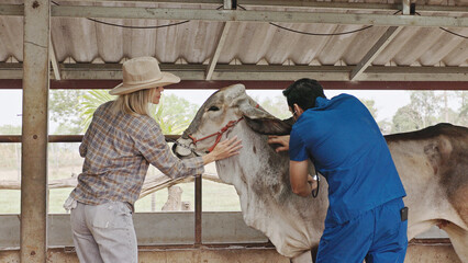 Brahman cattle being checked for health by a livestock doctor and rancher in a clean pen. cattle breeding farm