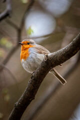 European robin close up portrait