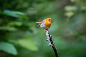 European robin close up portrait