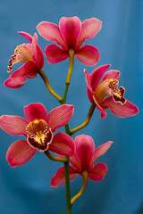 Phalaenopsis orchid blooming in a greenhouse, close-up