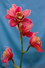 Phalaenopsis orchid blooming in a greenhouse, close-up