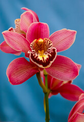 Phalaenopsis orchid blooming in a greenhouse, close-up