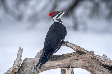pileated woodpecker on branch