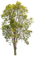 PNG tree with removed original background for easy to drag and drop in new project