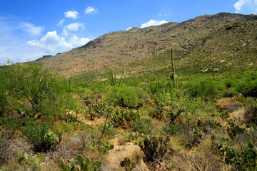 Early Morning Saguaro National Park