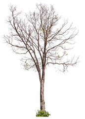 PNG death tree or leafless tree transparent PNG easy to drag and drop