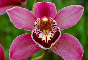 Fototapeta na wymiar Phalaenopsis orchid blooming in a greenhouse, close-up