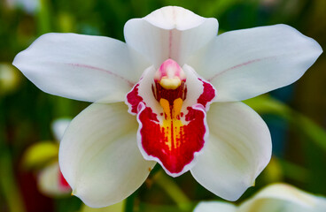 Phalaenopsis orchid blooming in a greenhouse, close-up