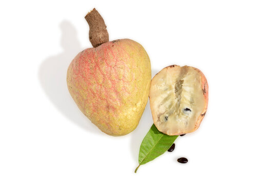 Rare medicinal fruit Ramphal , Annona reticulta or Wild sweetsop, custard apple fruit isolated on white background