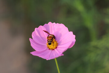 little bee with flowers in the park