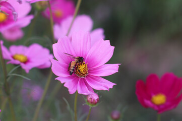 Fototapeta premium little bee with flowers in the park