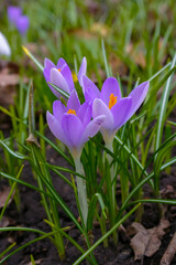 Garden crocuses bloom in spring in the botanical garden