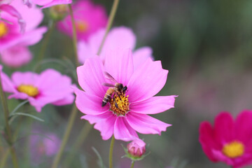 little bee with flowers in the park